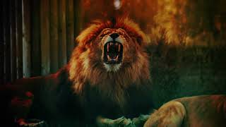 Lion Growling Sound  Light Roars Sound BQSB Sound Effects  Royalty Free [upl. by Nil]