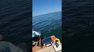 Giant Tiger Shark Preys on Tiny Boat shark florida [upl. by Ynnig]