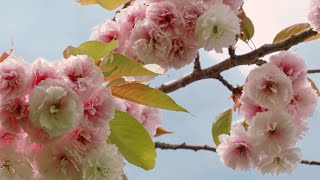 Beautiful cherry blossoms in full bloom Vancouver BC  HelloSpringCBC [upl. by Ahsatsana789]