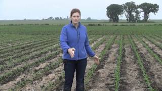 Black Cutworm in Corn [upl. by Alsworth908]