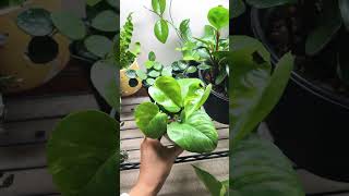 My Pothos Snapped houseplantshopping indoorplants pothos houseplants pothosguide [upl. by Yruj]