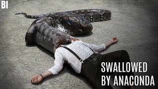 What if you were Swallowed by an Anaconda [upl. by Odlanyar]