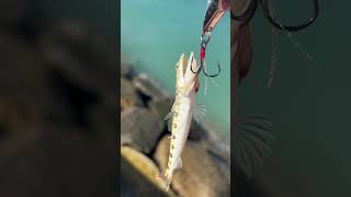 Little lizardfish hit da spoon hawaii fishing [upl. by Redmer664]