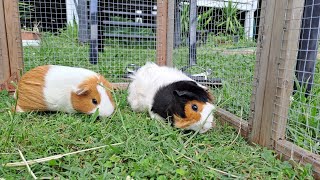 ADORABLE Guinea Pig ASMR [upl. by Denae313]