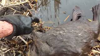 Basic Beaver Trapping quotFootholds with actual catch on film as it happensquot [upl. by Ysirhc616]