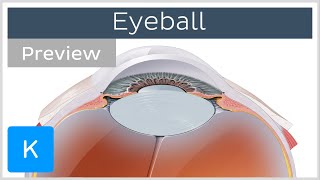 Eyeball structure and function preview  Human Anatomy  Kenhub [upl. by Naves]