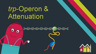 trp Operon amp Attenuation explained in under 15 minutes [upl. by Ingraham]