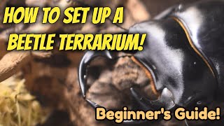 How To Set Up A Beetle Terrarium  Beginners Guide  Pets [upl. by Boni696]