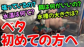 【完全網羅】これからベタを飼う人必見！ベタの飼育マニュアル【アクアリウム】 [upl. by Nekciv]