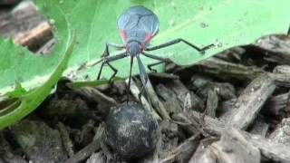 Golden rain tree bug Jadera [upl. by Carolin]