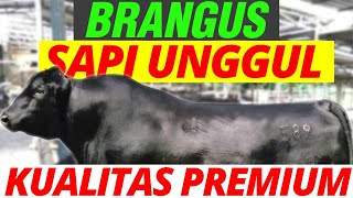 Mengenal Sapi Brangus Kualitas Premium [upl. by Weinhardt756]