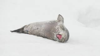 Weddell Seal Wait For That Cute Yawn [upl. by Pomfrey875]