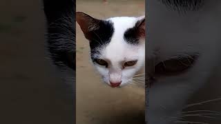 Todays my mini cats vlog video🥰😍catshortsreelsvideo [upl. by Bogosian]