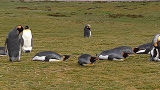 Los atractivos de Las Islas Malvinas o Falklands [upl. by Auroora]