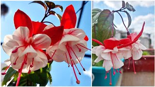 How to Grow and Care Fuchsia Plant  Flowering Plant for Cold Areas  Fun Gardening [upl. by Hoj]