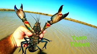 Australian Freshwater YABBIE BOIL  Crayfish crawfish catch clean cook [upl. by Jarrid]