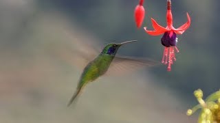 Lesser Violetear in Costa Rica [upl. by Gehlbach]