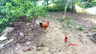 Rooster mating Chickens mating Flying chicken [upl. by Alpers]