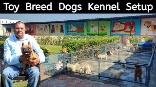 Biggest Toy Breed Dog Farm  Silky Kennel  French Bulldog  Beagle  Shih tzu  Poodle  Maltese [upl. by Loesceke]