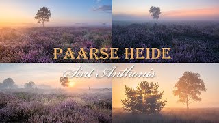 Paarse heide in Sint Anthonis [upl. by Cadel586]