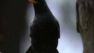 Himalayan Whistling Thrush [upl. by Scurlock]