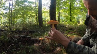 Muchomor Czerwony Amanita Muscaria [upl. by Wayne972]