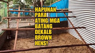 HAPUNAN PARA SA ATING MGA BATANG DEKALB BROWN HENS [upl. by Leckie362]