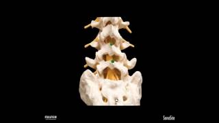 Webinar Ultrasound for Neuraxial AnalgesiaAnesthesia [upl. by Anaeed172]