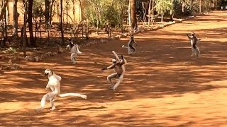 Dance of the Sifakas [upl. by Mckale]