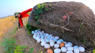 Full Video a smart farmer harvest duck eggs by hand  pick a lots eggs at field [upl. by Trembly]