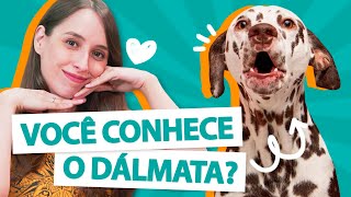 TUDO SOBRE O DÁLMATA  Guia de raça 🐶 [upl. by Vigen]