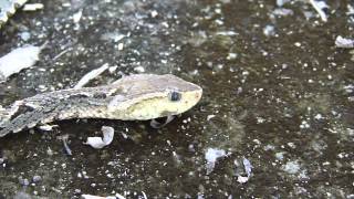 Bothrops asper Knowing a Ferdelance  Conociendo un Barba amarilla o terciopelo [upl. by Mata]