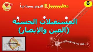 المستقبلات الحسية العين والإبصار [upl. by Ifen963]