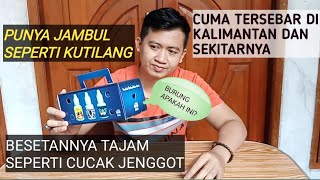 UNBOXING BURUNG MASTERAN HANDAL YANG PUNYA BESETAN KHAS [upl. by Nihsfa859]