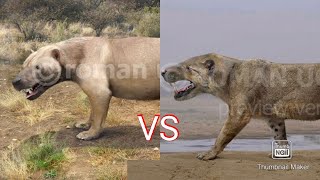 megistotherium osteothlastes vs simbakubwa kutokaafrika [upl. by Amand]