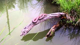 Water Snakes in our Goldfish Pond [upl. by Trebron]