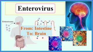 enterovirus [upl. by Vivia490]