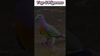 World Most Expensive Pigeons Farm  Birds Farming  Top 10 Beautiful Pigeon [upl. by Eletnahs21]