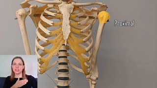 Proximal vs Distal [upl. by Enedan]