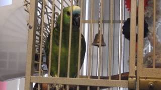 WTF parrot compilation Charlie cussing [upl. by Ardeahp700]