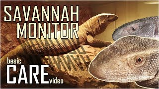 Savannah Monitor CARE VIDEO  How to keep a Bosc Monitor  Varanus exanthematicus [upl. by Ariec215]