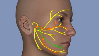 Understanding Facial Palsy [upl. by Rani]