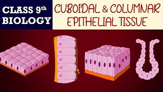 Tissues part7AnimatedCuboidal amp Columnar EPITHELIAL TISSUES CBSE CLASS 9  Biology Chapter6 [upl. by Fortunia]