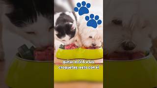 Mascotas Exentas de IVA noticias iva mascotas [upl. by Lissi]