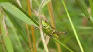 Common field grasshoppers chirping [upl. by Sachs795]