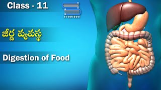 జీర్ణ వ్యవస్థ  Digestion of Food  Digestion and Absorption  Class 11 Biology  Studious Telugu [upl. by Annawal295]