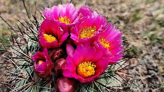 SIMPSON’S HEDGEHOG CACTUS The star of Washington State cacti  Wildflower BloomORama [upl. by Reinhold]