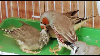 Feeding Zebra Finch Babies [upl. by Lleirbag450]