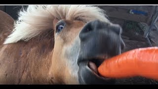 Tiny horse eats gigantic carrots [upl. by Danaher]