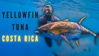 BIG Yellowfin Tuna  Spearfishing Costa Rica  Cubera Snapper [upl. by Friedrick]